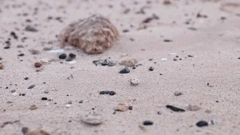 Permit crabs crawl on the sand on the sea coast. Beach of the Egyptian resort Stock Footage 169095731