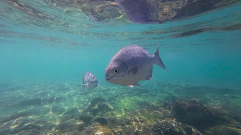 Permit Fish Closeup Underwater Rocky Reef Ixtapa Mexico Turquoise Video stock 330796643