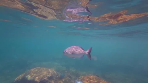 Permit Fish Profile Underwater Rocky Reef Ixtapa Mexico Slow Motion Video stock 330799076