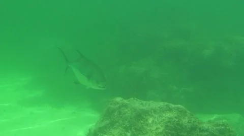 Permit Stock Footage 7138351