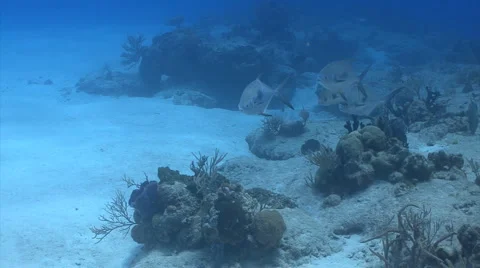 Permit jack fish Stock Footage 2615208