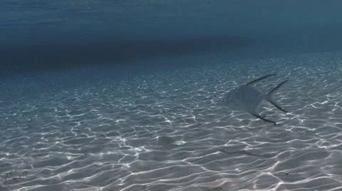 Permit swimming in shallow waters Видео 8570140
