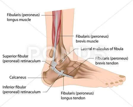 Peroneal tendons anatomy Stock Illustration ~ #25191228