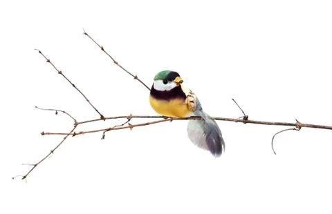 Perot bird Stock Photos
