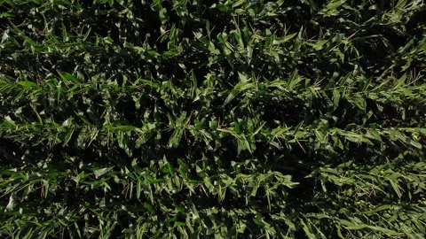 Perpendicular flight over a cool corn field in mid summer Stock Footage 138342567