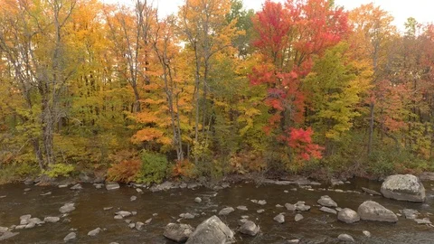 Perpendicular shot of drone towards forest line in fall over river Stock Footage 119220912