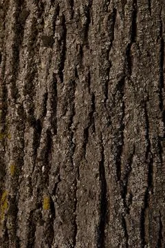 Perpendicular view of the bark of a tree Stock Photos