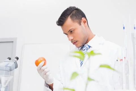 Perplex scientist looking at tomato Stock Photos