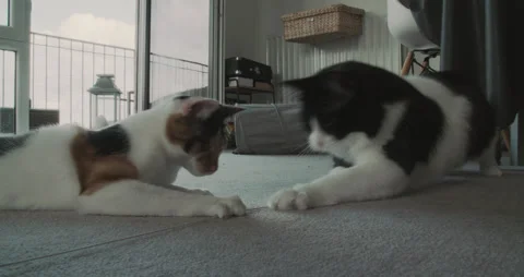 Perplexed Animals