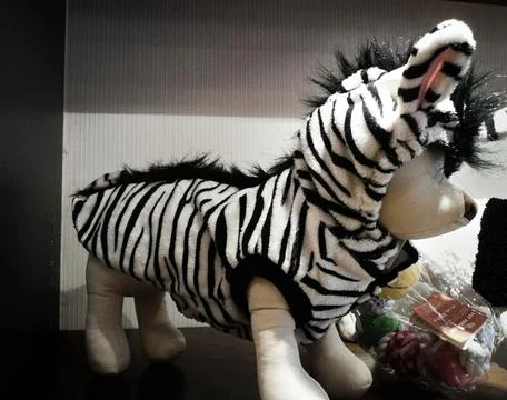 Perro con disfraz de zebra - Dog in zebra costume Stock Photos
