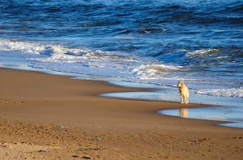 Perro de raza golden retriever esperando a su amo junto a las olas en Playa M Stock Photos