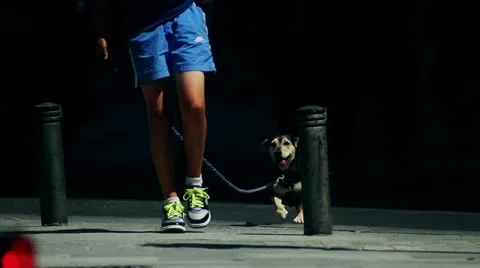 Perro piernas efecto Stock Footage 10887610