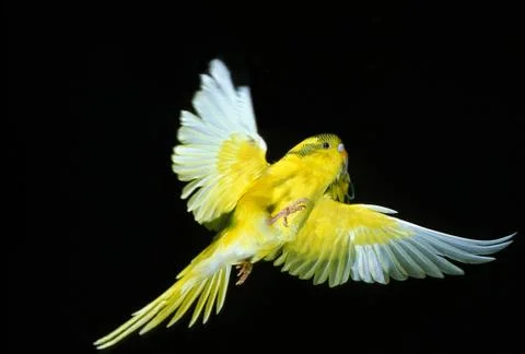 PERRUCHE ONDULEE melopsittacus undulatus Stock Photos