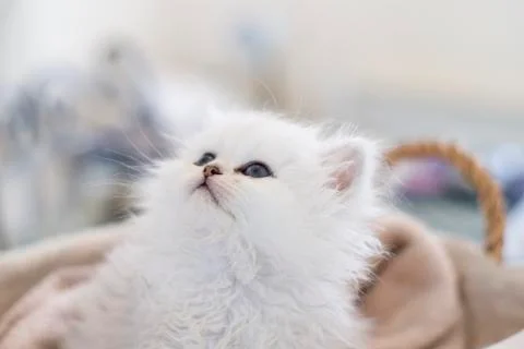 Persan chinchilla Stock Photos
