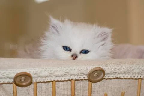Persan chinchilla Stock Photos