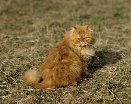 PERSAN RED TABBY Foto stock