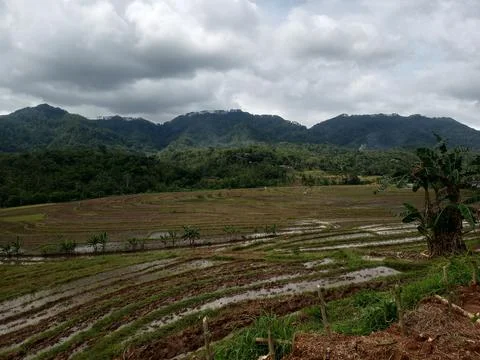 Persawahan Stock Photos