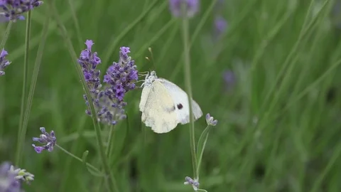 Persecute the bee of a butterfly 動画素材 71829529