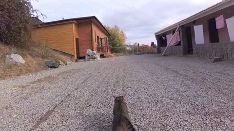 The persecution of the cat Stock Footage 85872901