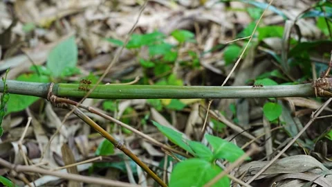 Perseverance. Ants walk on branches in a lush green environment Stock Footage 291535494