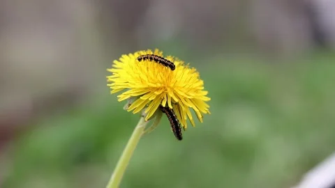 Perseverance of a caterpillar 動画素材 238775009