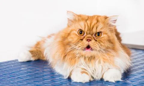 Persian breed cat on the blue table Stock Photos