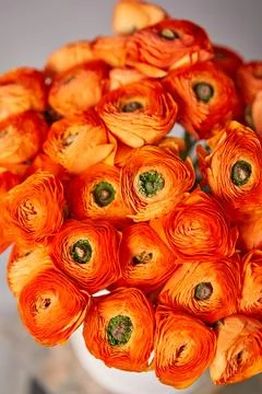 Persian buttercup. Bunch of orange ranunculus flowers on light gray background Stock Photos
