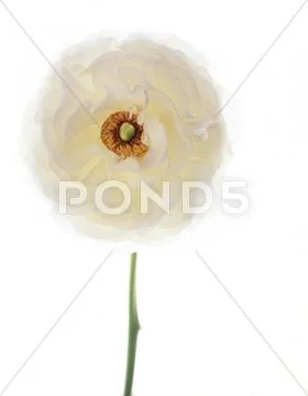 Persian buttercup (ranunculus asiaticus) Stock Photos