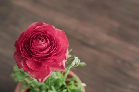 Persian buttercup (ranunculus) Stock Photos
