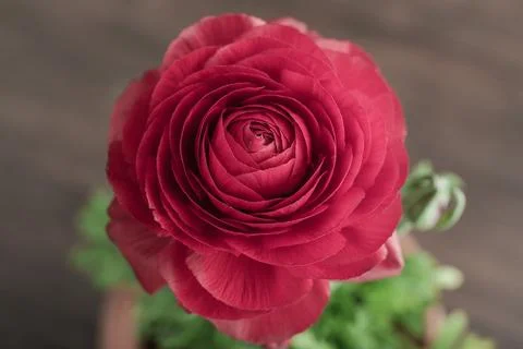 Persian buttercup (ranunculus) Stock Photos