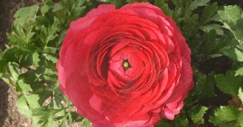Persian buttercup under rain Stock Footage 73968014