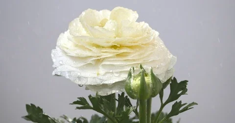 Persian buttercup under rain Stock Footage 73968097