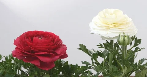 Persian buttercups move Stock Footage 73966096