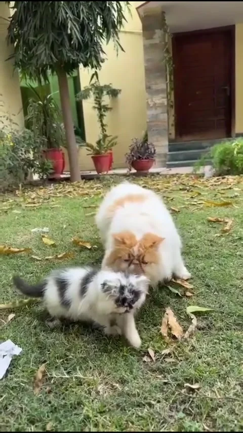 Persian cat and fluffy kitten playing together on grass in garden yard Stock Footage 340922189