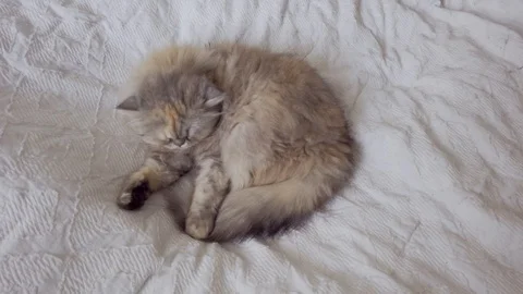 Persian cat in bed Stock Footage 115935591