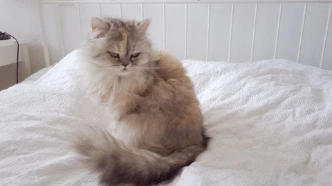 Persian cat in bed Stock Footage 115936116