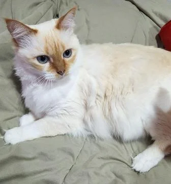 Persian Cat on the Bed Stock Photos