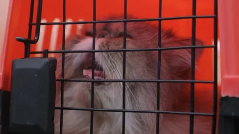 Persian Cat in Cage . Cute and Adorable Cat in a Cage. sad cat. Stock Footage 343815341