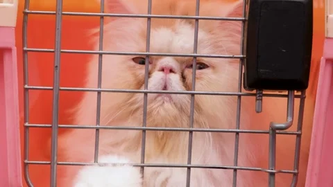 Persian Cat in Cage . Cute and Adorable Cat in a Cage. Stock Footage 343827916