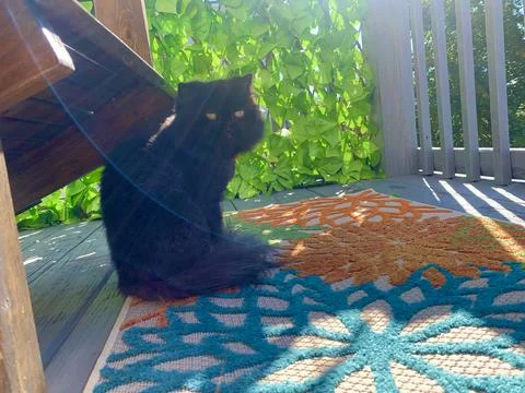 Persian Cat on a Deck in Sunshine Stock Photos