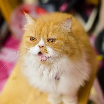 Persian cat Example Stock Photos