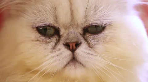 PERSIAN CAT (Face Closeup) Stock Footage 23668855