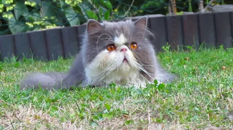 Persian cat Stock Footage 29156995
