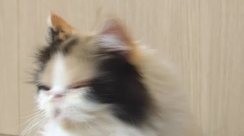 Persian cat Stock Footage 52724787