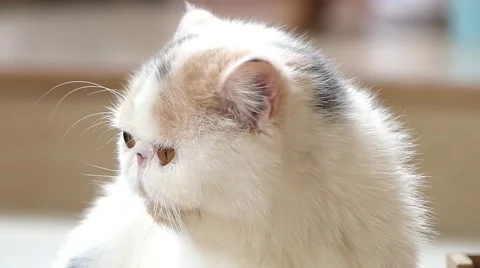 Persian cat Stock Footage 52724878