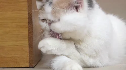 Persian cat Stock Footage 52931645