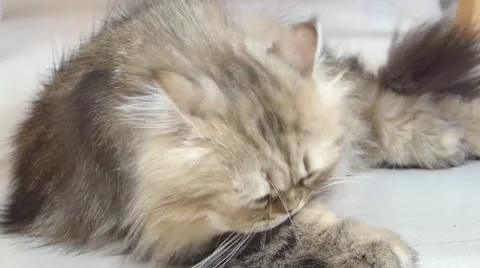 Persian cat Stock Footage 52931662