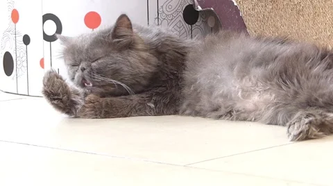 Persian cat Stock Footage 52931676