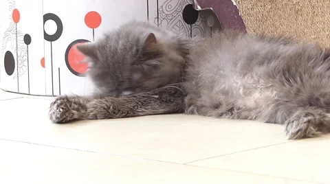 Persian cat Stock Footage 52931704