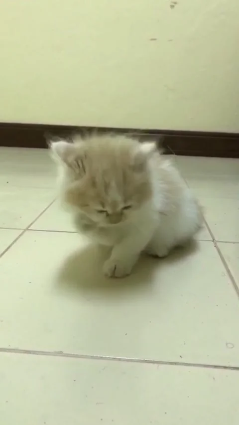 Persian cat Stock Footage 154386271